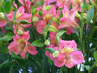 Alstroemeria - alstromérie