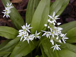 Allium ursinum - česnek medvědí