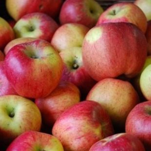 Malus domestica 'Melrose' - jabloň