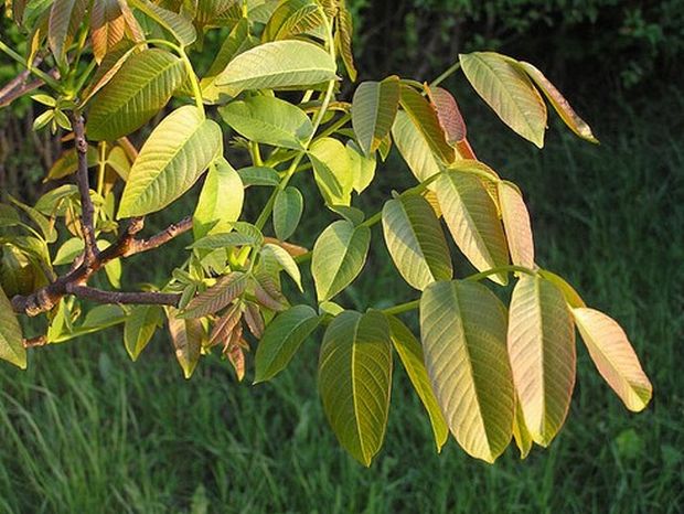 Juglans regia - ořešák královský, vlašský ořech