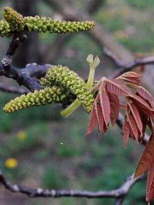 Juglans regia - ořešák královský, vlašský ořech