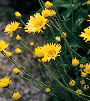 Anthemis tinctoria 'E. C. Buxton' - rmen barvířský (READERS DIGEST VÝBĚR)