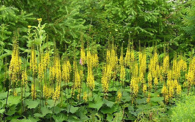 Ligularia przewalski - popelivka Převalského (PROVOBIS) Ligularia przewalski - popelivka Převalského (PROVOBIS)