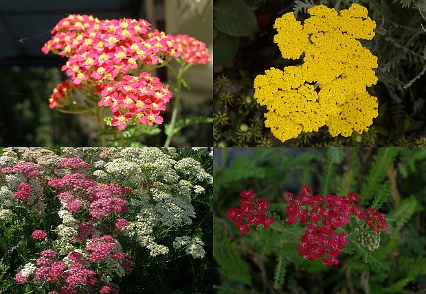 Achillea millefolium - řebříček obecný - hybridy