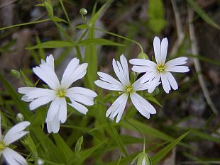 Stellaria holostea - ptačinec velkokvětý