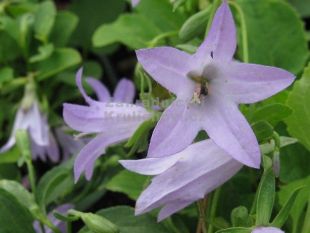 Adenophora confusa 'Hemelstraling' - zvonovec