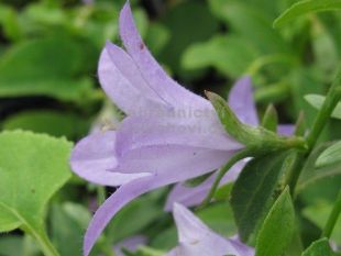 Adenophora confusa 'Hemelstraling' - zvonovec