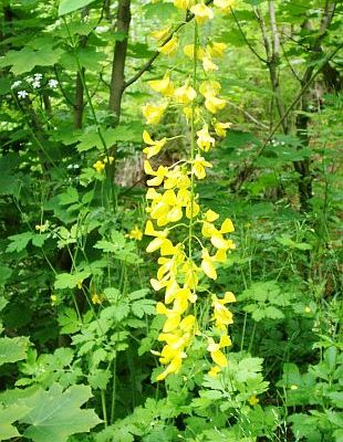 Biodiverzita, biodiverzanti, zahrádkáři a ti ostatní: zlatý déšť [foto: 6]