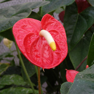 Anthurium - toulitka