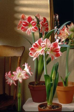 Rozkvetlé květiny na vánoční stůl: hvězdník (TIP ZC CS)