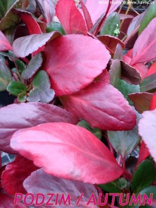 Bergenia 'Pink Dragonfly' - bergénie