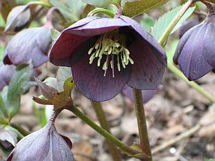 Helleborus orientalis 'Queen of Night' - čemeřice východní (TIP ZC CS) Helleborus orientalis 'Queen of Night' - čemeřice východní (TIP ZC CS)