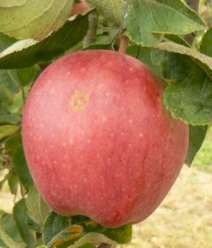 Malus domestica 'Starkrimson Delicious' - jabloň domáca (KOHAPLANT)