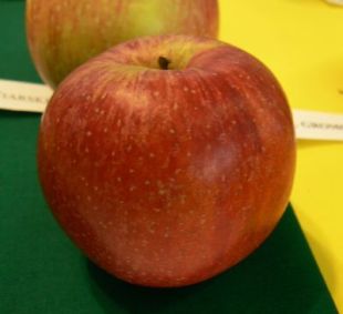 Malus domestica 'Matkino' - jabloň domáca (KOHAPLANT)
