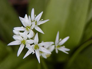 Allium ursinum - česnek medvědí