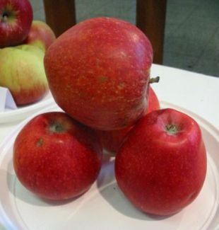 Malus domestica 'Kidd`s Orange' - jabloň domáca (KOHAPLANT)