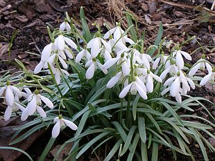 Galanthus nivalis - sněženka podsněžník
