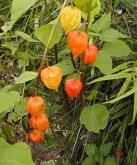 Mochyně Mochyně