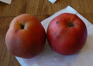 Malus domestica 'McIntosh Red' - jabloň domáca