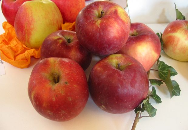 Malus domestica 'Spartan' - jabloň domáca (KOHAPLANT)
