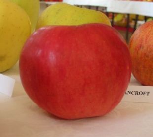 Malus domestica 'Oldenburgovo červené' - jabloň domáca (KOHAPLANT)