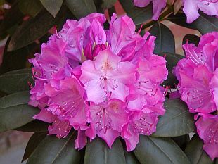 Druhé jaro pro rododendrony: květ rododendronu Druhé jaro pro rododendrony: květ rododendronu
