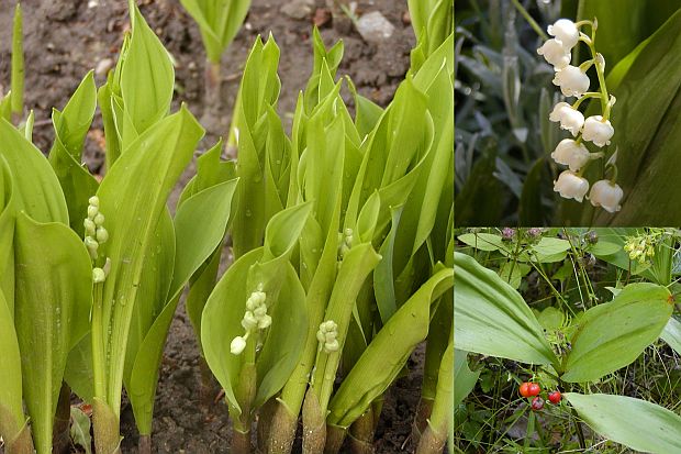 Convallaria majalis - konvalinka vonná