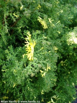 Chamaecyparis obtusa 'Saffron Spray' - cypřišek tupolistý
