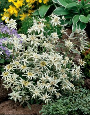 Leontopodium alpinum 'Everest' - protěž alpská (CALENDAR-COLORS) Leontopodium alpinum 'Everest' - protěž alpská (CALENDAR-COLORS)
