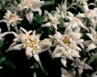 Leontopodium alpinum 'Everest' - protěž alpská (CALENDAR-COLORS) Leontopodium alpinum 'Everest' - protěž alpská (CALENDAR-COLORS)