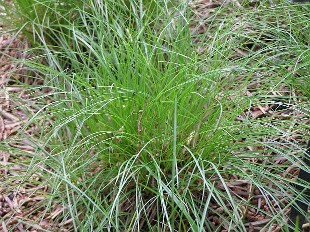 Traviny: Carex humilis