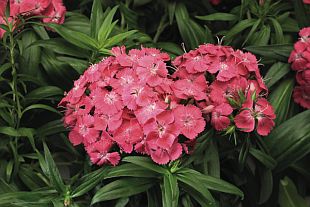 Dianthus barbatus 'Barbarini' F1 - hvozdík (CALENDAR-COLORS)