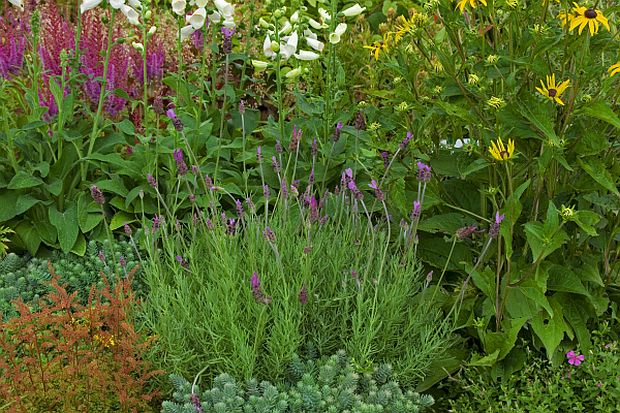 Lavandula stoechas 'Castilliano' - levandule (CALENDAR-COLORS)