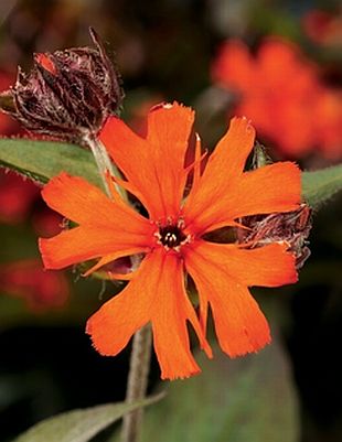 Lychnis x haageana 'Lengai' ™ - kohoutek (CALENDAR-COLORS) Lychnis x haageana 'Lengai' ™ - kohoutek (CALENDAR-COLORS)