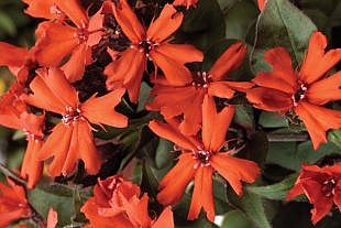 Lychnis x haageana 'Lengai' ™ - kohoutek (CALENDAR-COLORS) Lychnis x haageana 'Lengai' ™ - kohoutek (CALENDAR-COLORS)