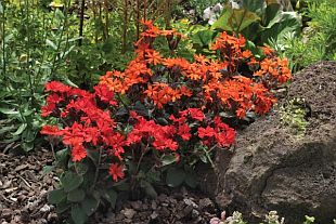 Lychnis x haageana 'Lengai' ™ - kohoutek (CALENDAR-COLORS) Lychnis x haageana 'Lengai' ™ - kohoutek (CALENDAR-COLORS)