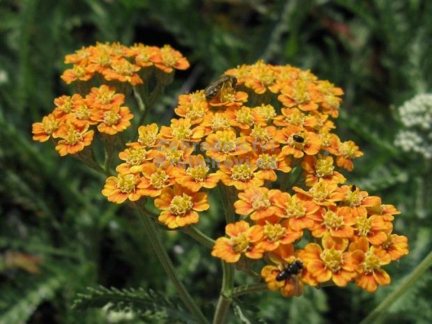 Achillea millefolium 'Terracotta' - řebříček