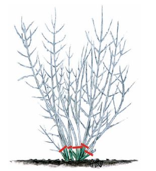 Řez rostlin: perovskie dřevinkovitá (KNIŽNÍKLUB)