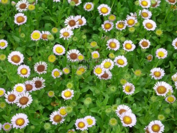 Erigeron glaucus - turan sivý