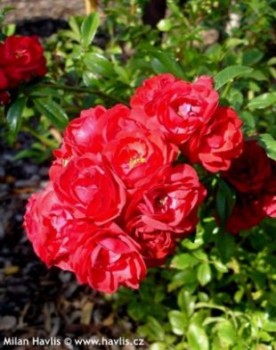 Rosa 'Canzonetta' ® - růže Rosa 'Canzonetta' ® - růže
