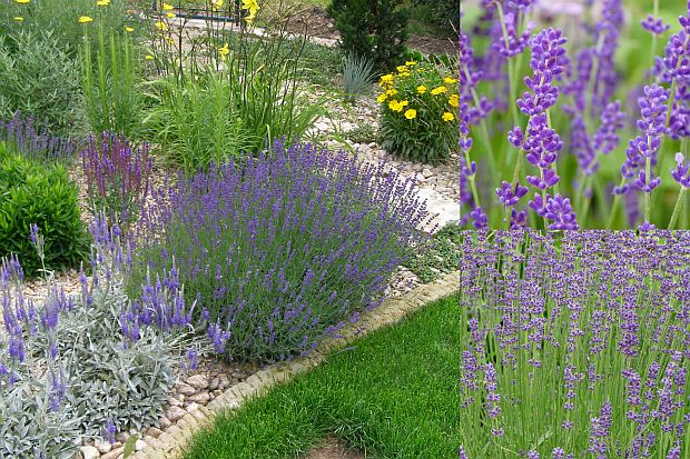 Lavandula - levandule