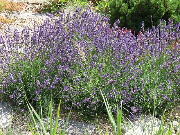 Lavandula - levandule