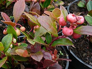 Gaultheria procumbens 'Winter Pearls Big Berry' - libavka polehlá Gaultheria procumbens 'Winter Pearls Big Berry' - libavka polehlá