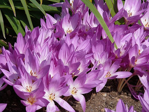 Srpen - vysazujeme podzimní krokusy a ocůny (PROVOBIDS)