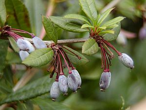 Berberis julianae