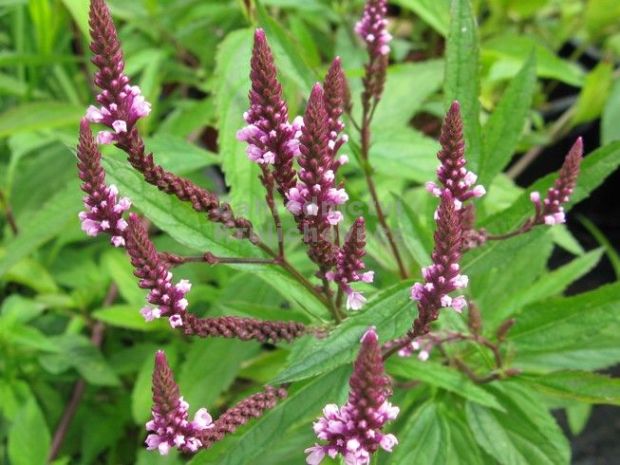 Verbena hastata 'Rosea' - verbena šípovitá, sporýš