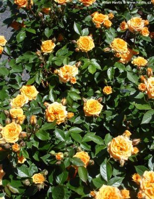 Rosa 'Clementine' ® - růže