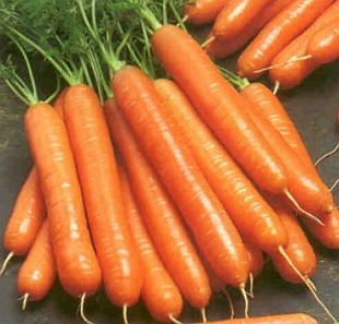 Daucus carota - mrkev obecná