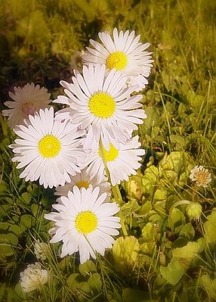 Bellis perenis - sedmokráska obyčajná