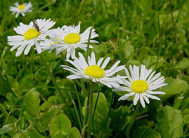Bellis perenis - sedmokráska obyčajná